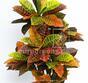 Kunstpflanze Crotone 90 cm
