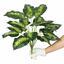 Die künstliche Pflanze Dieffenbachia 50 cm