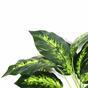 Die künstliche Pflanze Dieffenbachia 50 cm