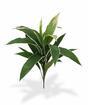 Kunstpflanze Dracena duftend 60 cm