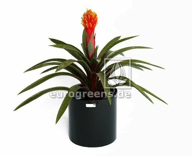 Kunstpflanze Guzmánia 65 cm