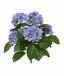 Kunstpflanze Hortensie blau 40 cm