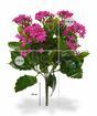 Kunstpflanze Kalanchoa rosa 30 cm pink