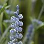 Kunstpflanze Lavendel blau 50 cm