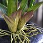 Kunstpflanze Orchidea Oncídium 80 cm