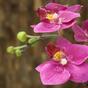 Kunstpflanze Orchidee lila 50 cm