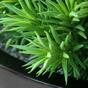Kunstpflanze Peperomia 23 cm