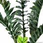Kunstpflanze Zamiokulkas 75 cm