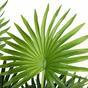 Die künstliche Palme Livistona mini 100 cm